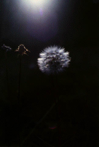 dandelion light