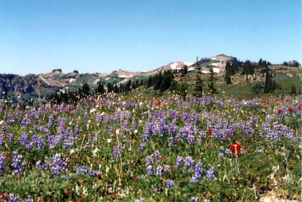 field of lupins