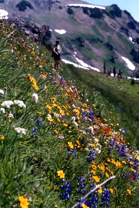 wild flowers