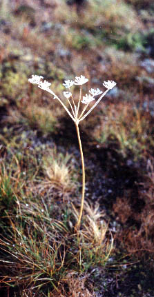 Queen Anne's Lace