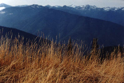 Hurricane Ridge grass